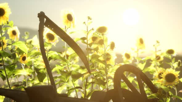 Old Vintage Style Scythe and Sunflower Field