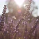 Lavender in a Field with flying Insects - VideoHive Item for Sale