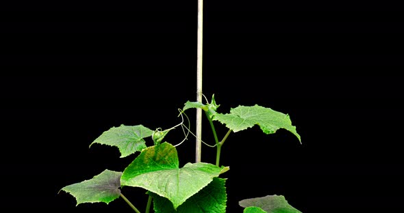 The Growth of Two Cucumbers Seeking To Cling To a Support, a Period of Time, on a Black Background