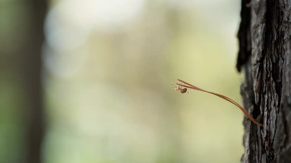 Little Spider Climbs on a Pine Needle