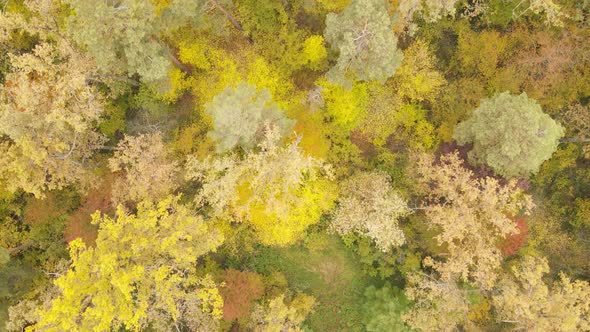 Trees in the Forest on an Autumn Day