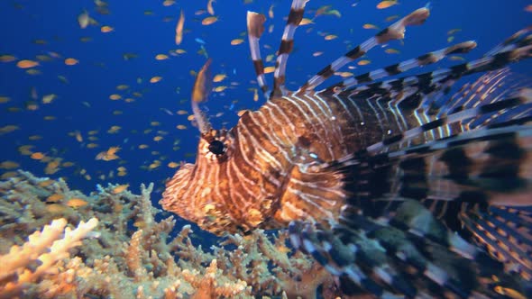 Swimming Lionfish