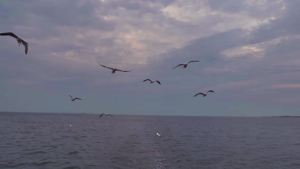 Wide angle view of Iceland Gulls and other sea birds flying in a pink and purple sunset sky as they