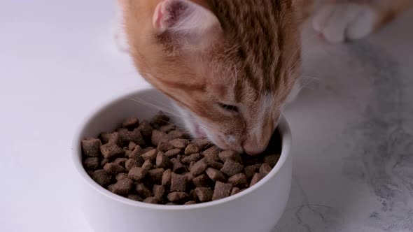 Cat Is Eating Food From White Bowl Closeup