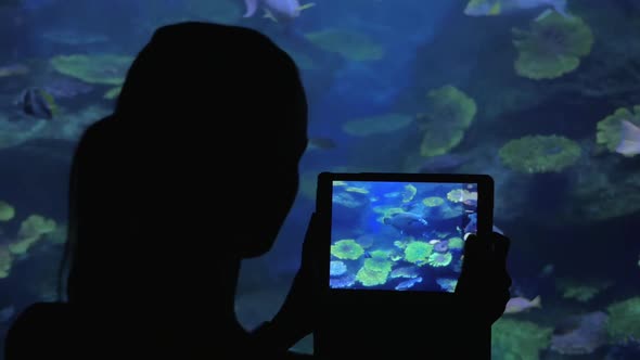 Woman Taking Fish Pictures with Pad in Oceanarium