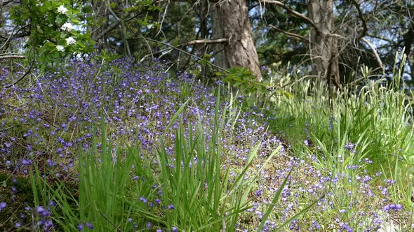 Forget-Me-Not Forest Flowers 03