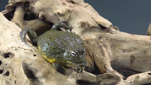 Cyclorana Toad-water Pot Frog Sitting on Wooden Snag in Black Background. Close Up