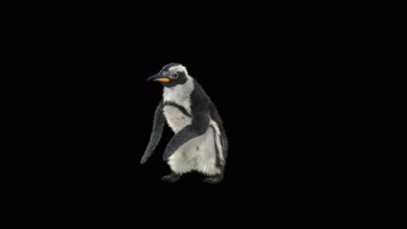 82 Penguin Dancing 4K