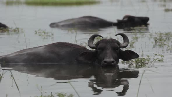 Animals of Sri Lanka. Buffalos in the Lake.