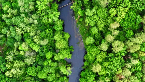 Old green forest and river, aerial view of Poland, Tuchola national park