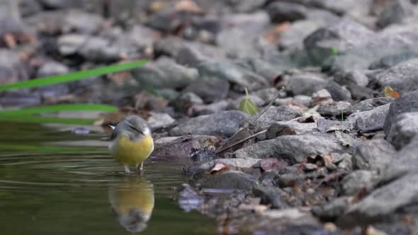 Western Yellow Wagtail Near the Water Closeup