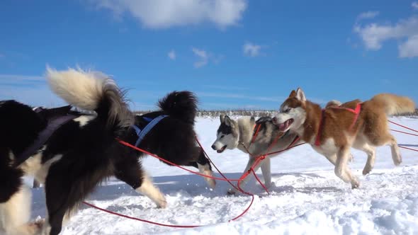 Dogs Harnessed By Dogs Breed Husky Pull Sled with People, Slow Motion, Video Loop