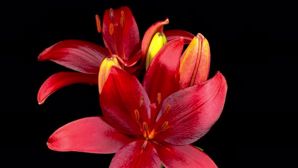 Time Lapse of Opening Beautiful Red Lily Flower