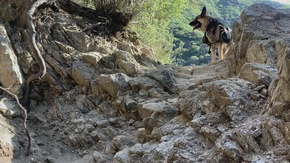 Happy Rescue Dog. German Shepherd At The Top Of A Hill Outdoors in Summer.