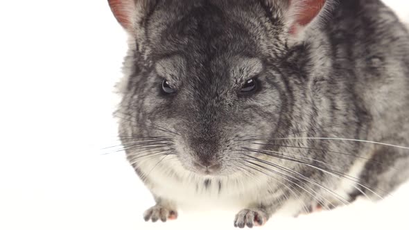 Gray Chinchilla Looks Around Carefully and Sniffs Something in Closeup
