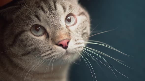 Cat Lying on Sofa Closeup Scottish Fold Portrait