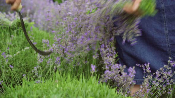 Closeup of Unrecognizable Woman Cutting Lavender with Sickle and Leaving