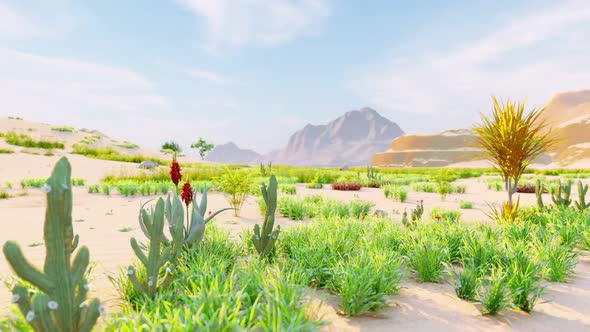 Desert (Pack of 3 Video) alt