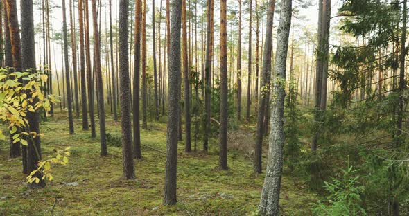 Beautiful Autumn Coniferous Forest. Pine Woods In Forest Landscape