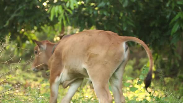 Calf in Sunrisea Little Calfa Little CowThai Calf