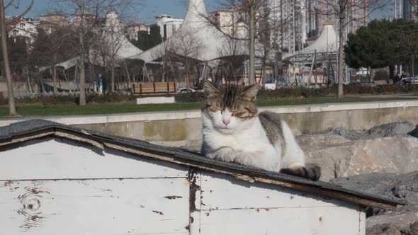 cat sleeping on the roof