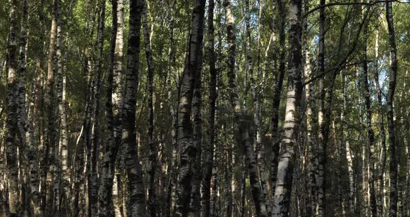 Birch forest near Le Plan de Monfort, the Cevennes National park, Lozere department, France