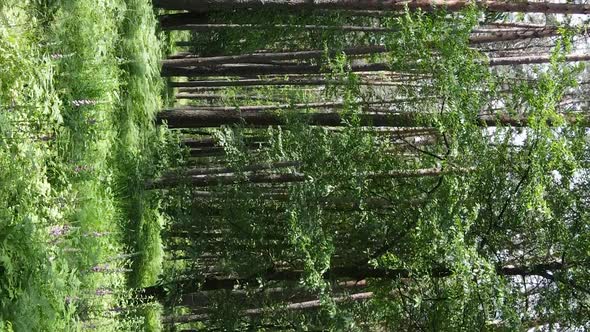 Vertical Video Aerial View Inside a Green Forest with Trees in Summer