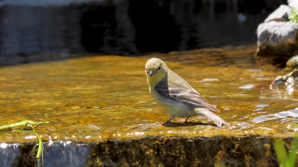 A cute little splashing in the water of a shallow stream