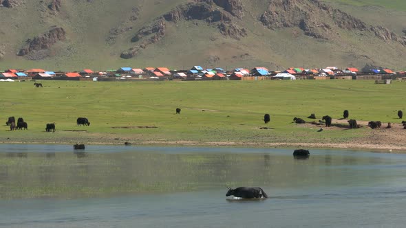 Yak Cattle Crossing the River's Waters in the Mongolian Meadows
