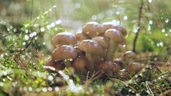 Armillaria Mushrooms of Honey Agaric In a Sunny Forest in the Rain