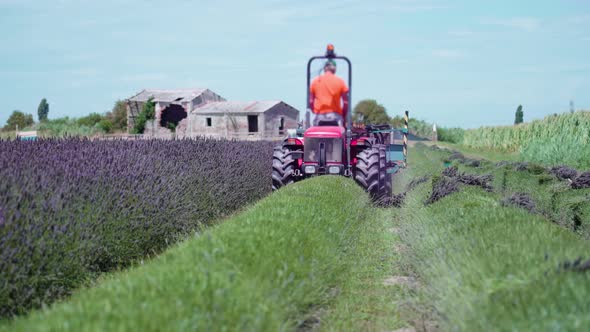 Harvesting Summer Lavender with the Tractor