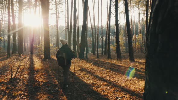 Female Hiker Is Trekking Through the Forest on Sunny Autumn Day