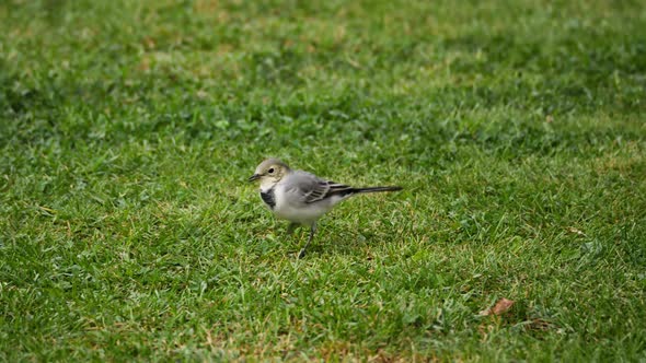 White Wagtail -Motacilla Alba- on Grass