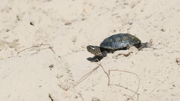 River Turtle Crawling on Sand To Water Near Riverbank. Slow Motion 240 Fps