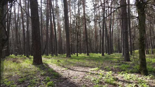 Beautiful Forest Landscape Aerial View Slow Motion