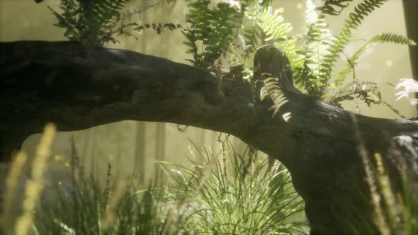 Horizontally Bending Tree Trunk with Ferns Growing and Sunlight Shining