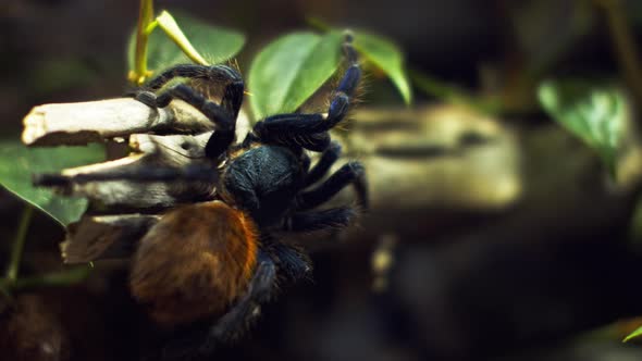 A Large Spider Climbs Into a Hole in the Web. Macro. House of Pests. Close. Disaster for the Forest