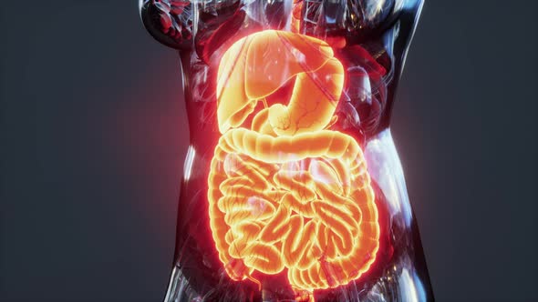 Anatomy of Human Body with Digestive System