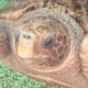 Hawksbill Sea Turtle - VideoHive Item for Sale
