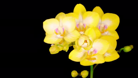 Blooming Yellow Orchid Phalaenopsis Flower