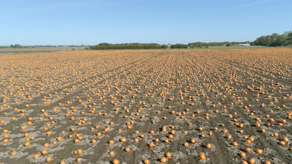 Pumpkin Patch on a Farm Ready for Harvest Aerial Flyover