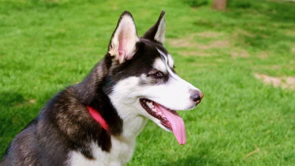 Husky Dog in the Park for a Walk