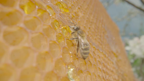 Bee Eating Honey From a Honeycomb