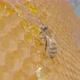 Bee Eating Honey From a Honeycomb - VideoHive Item for Sale