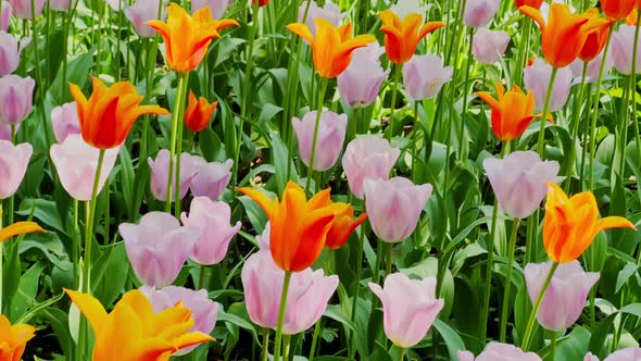 Close Up Footage of Multicolored Tulips in Sunny Weather Purple Color Backlight