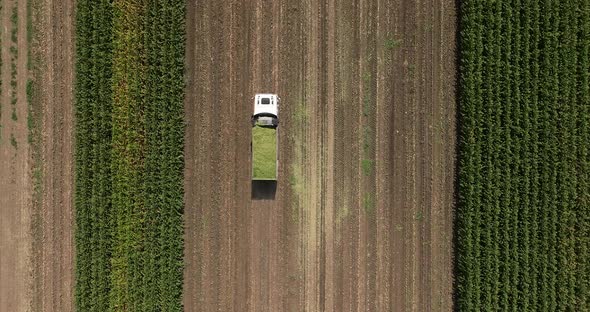 Truck carrying Corn silage crossing a field.