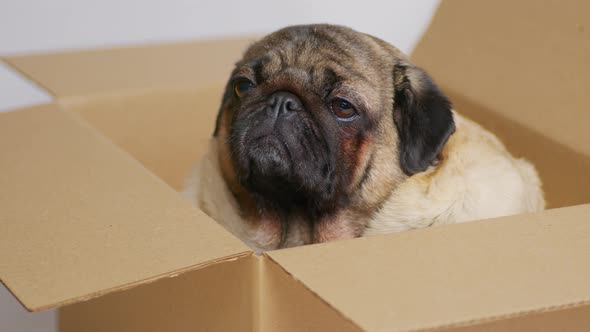 Cute pug in carton box.