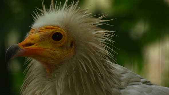 Egyptian vulture looking at the camera.