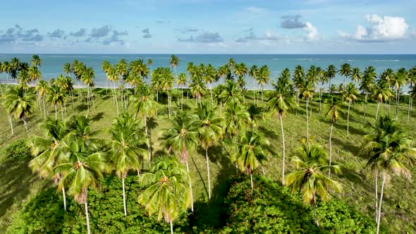 Sao Miguel dos Milagres Beach at Alagoas Brazil. Northeast Brazil. 