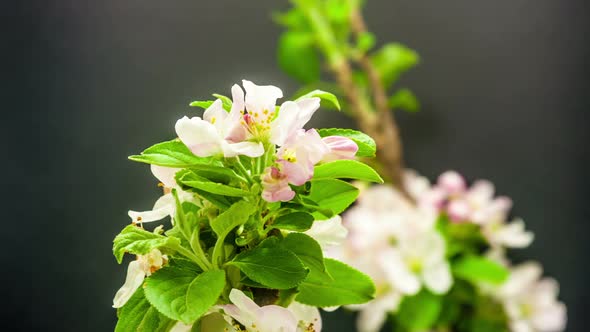 Apple Flower Blossoms 2